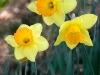 daffodils