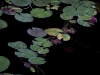 lily-pads-1