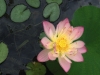 lotus2