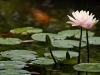 lotus_6160