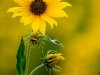 sunflower_0