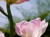 tulip_0