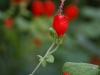 turks-cap